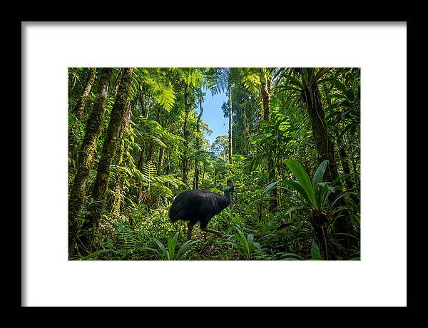 Majestic Cassowary Among Foliage
