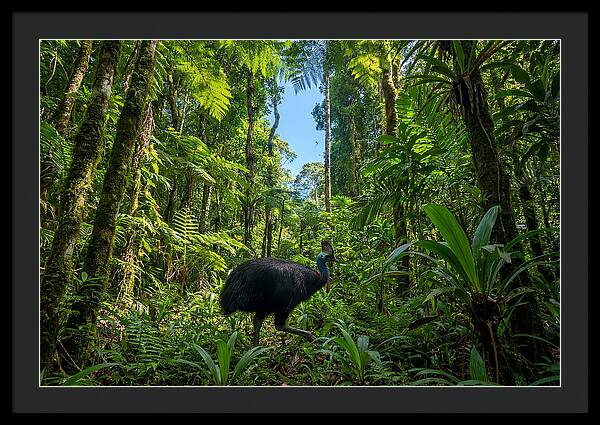 Majestic Cassowary Among Foliage