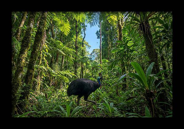 Majestic Cassowary Among Foliage