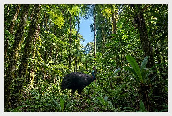 Majestic Cassowary Among Foliage
