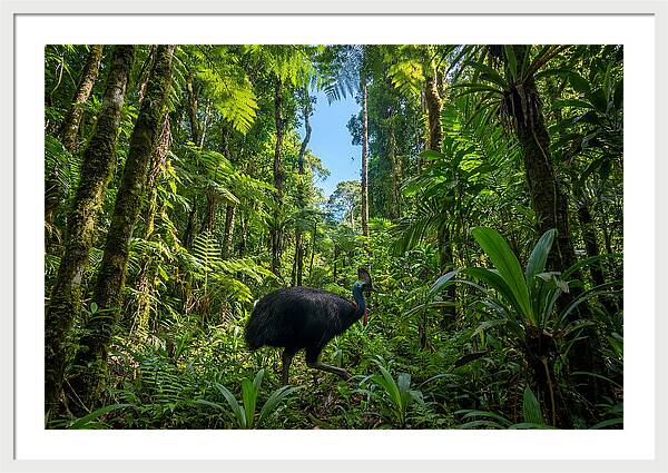 Majestic Cassowary Among Foliage