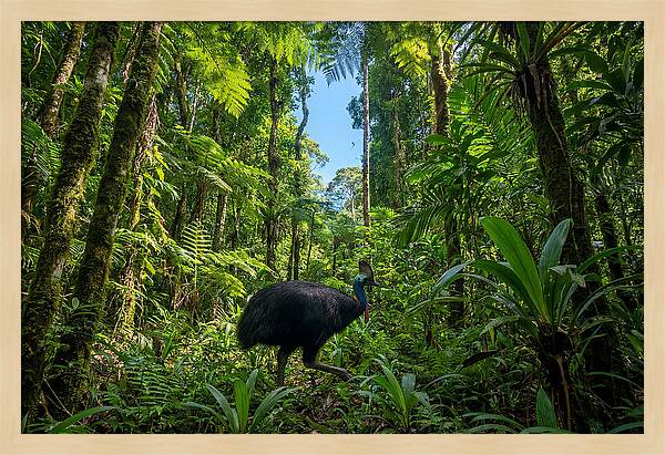 Majestic Cassowary Among Foliage