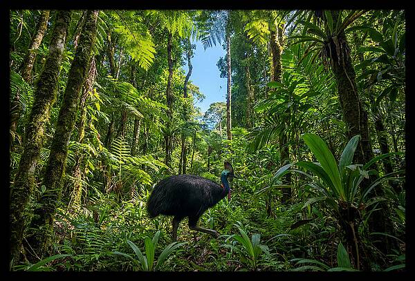 Majestic Cassowary Among Foliage