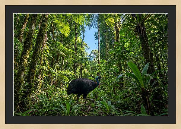 Majestic Cassowary Among Foliage