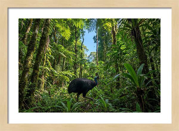 Majestic Cassowary Among Foliage