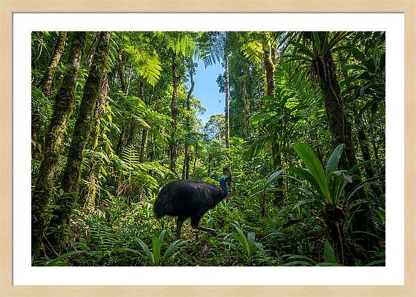 Majestic Cassowary Among Foliage