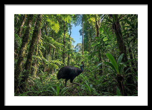 Majestic Cassowary Among Foliage