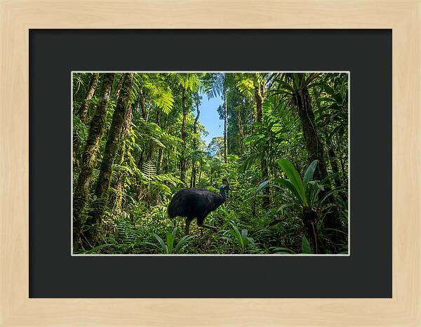 Majestic Cassowary Among Foliage