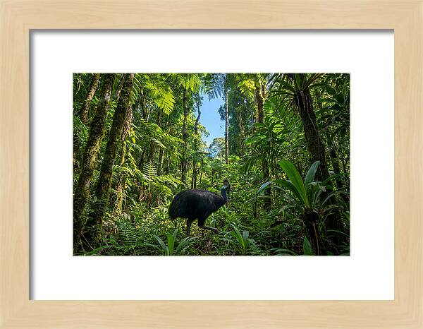 Majestic Cassowary Among Foliage