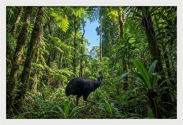Majestic Cassowary Among Foliage