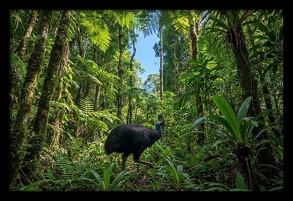 Majestic Cassowary Among Foliage