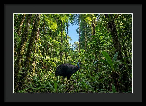 Majestic Cassowary Among Foliage