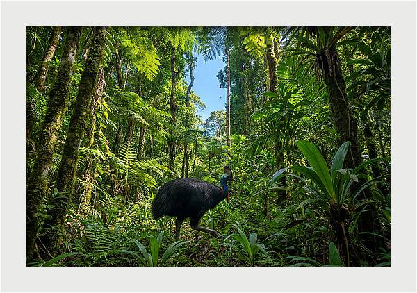 Majestic Cassowary Among Foliage