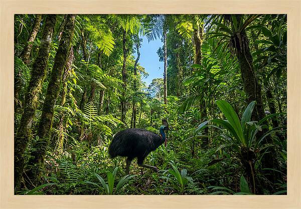 Majestic Cassowary Among Foliage