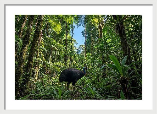 Majestic Cassowary Among Foliage
