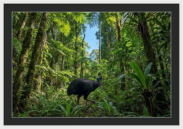 Majestic Cassowary Among Foliage