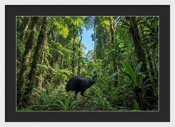 Majestic Cassowary Among Foliage