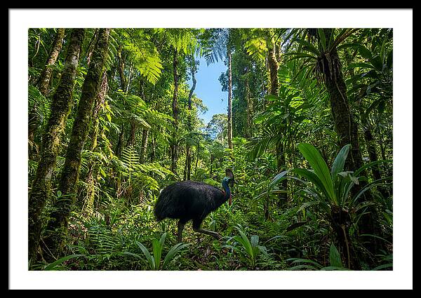 Majestic Cassowary Among Foliage