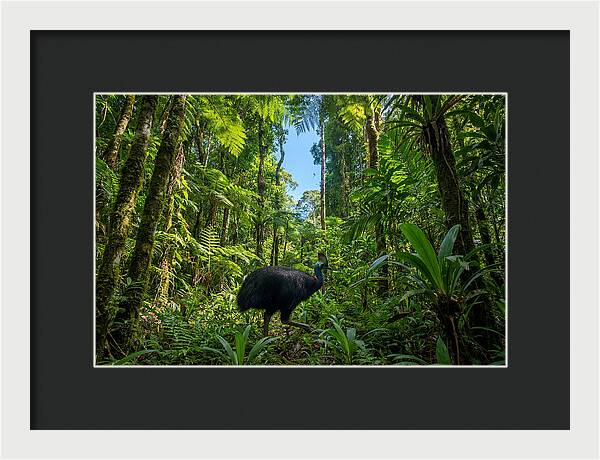 Majestic Cassowary Among Foliage