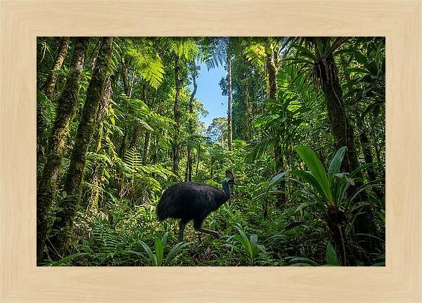 Majestic Cassowary Among Foliage
