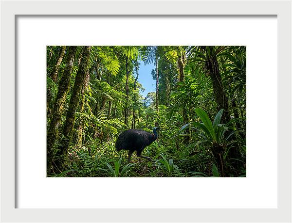 Majestic Cassowary Among Foliage