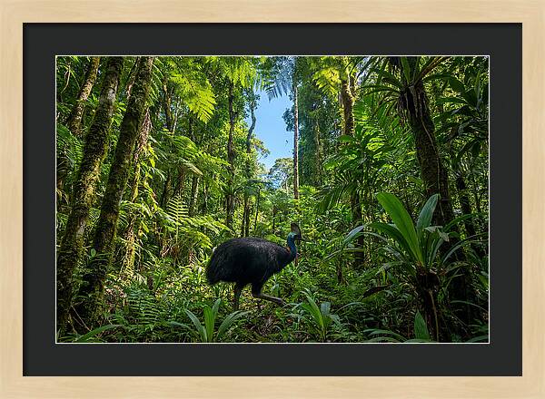 Majestic Cassowary Among Foliage