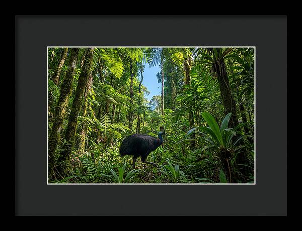 Majestic Cassowary Among Foliage