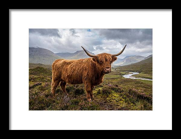 Majestic Cattle Amidst Highland Landscapes
