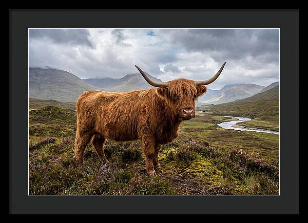 Majestic Cattle Amidst Highland Landscapes