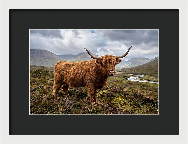 Majestic Cattle Amidst Highland Landscapes