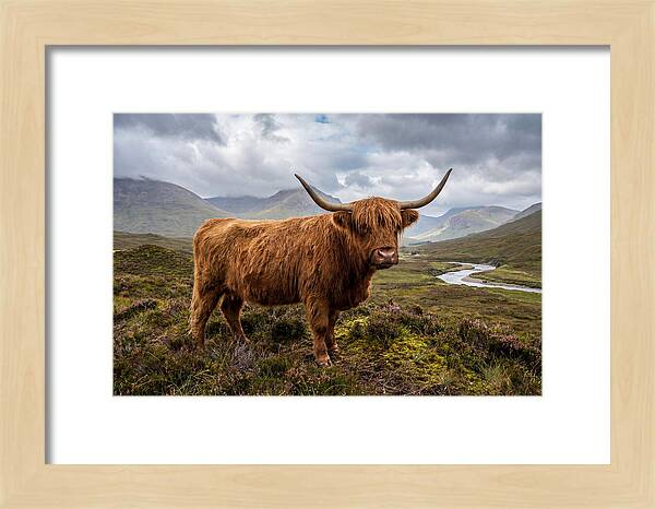 Majestic Cattle Amidst Highland Landscapes