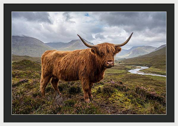 Majestic Cattle Amidst Highland Landscapes