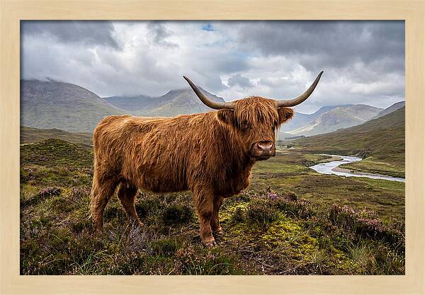 Majestic Cattle Amidst Highland Landscapes