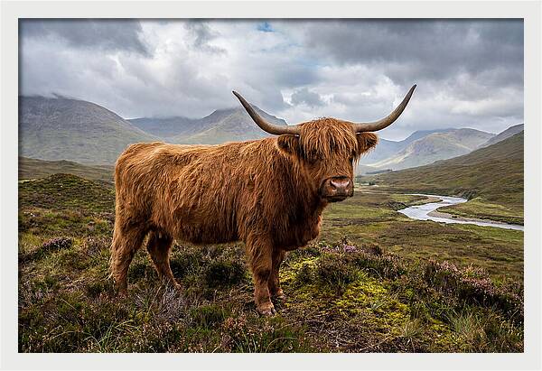 Majestic Cattle Amidst Highland Landscapes