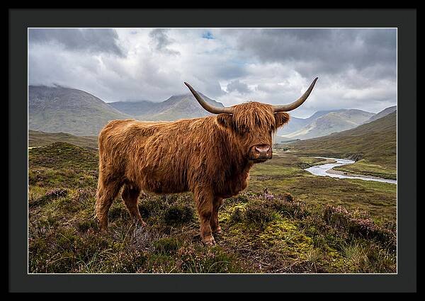 Majestic Cattle Amidst Highland Landscapes