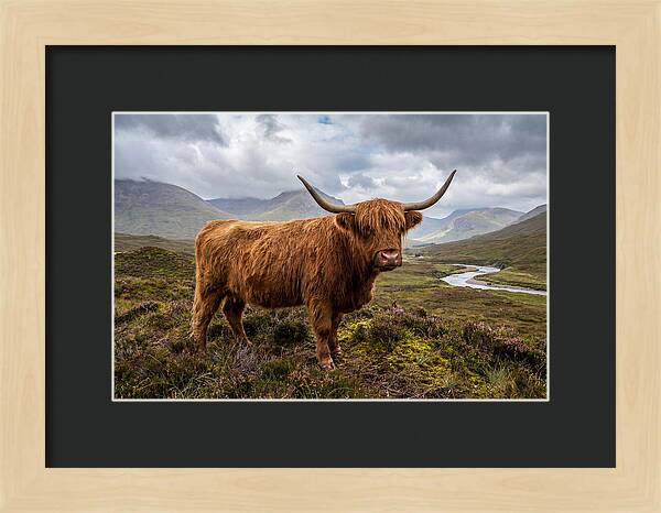 Majestic Cattle Amidst Highland Landscapes