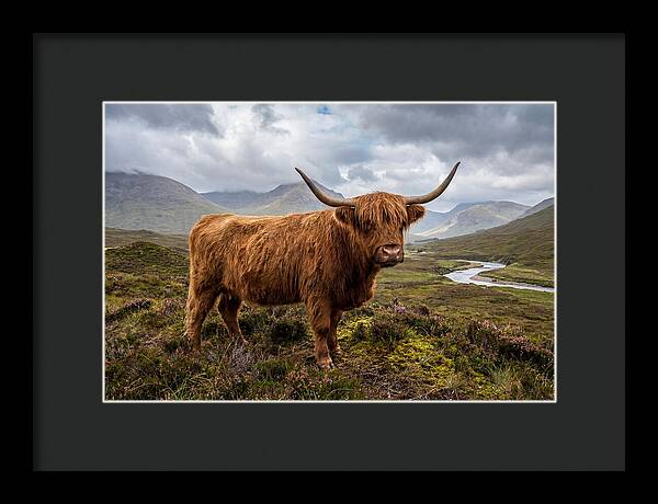 Majestic Cattle Amidst Highland Landscapes