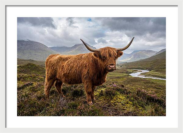 Majestic Cattle Amidst Highland Landscapes