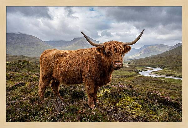 Majestic Cattle Amidst Highland Landscapes