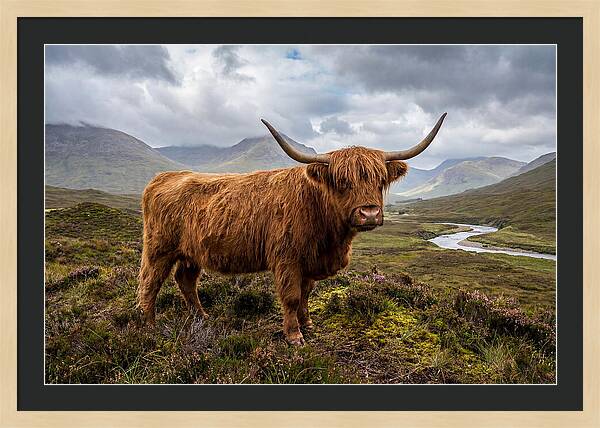 Majestic Cattle Amidst Highland Landscapes