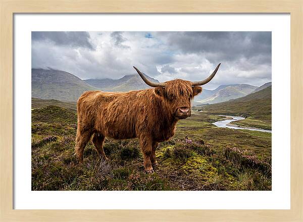 Majestic Cattle Amidst Highland Landscapes