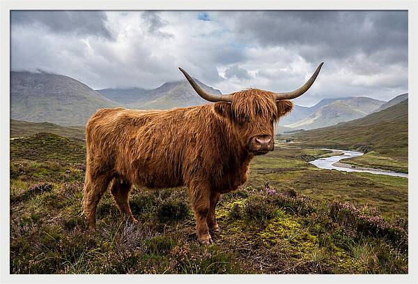 Majestic Cattle Amidst Highland Landscapes