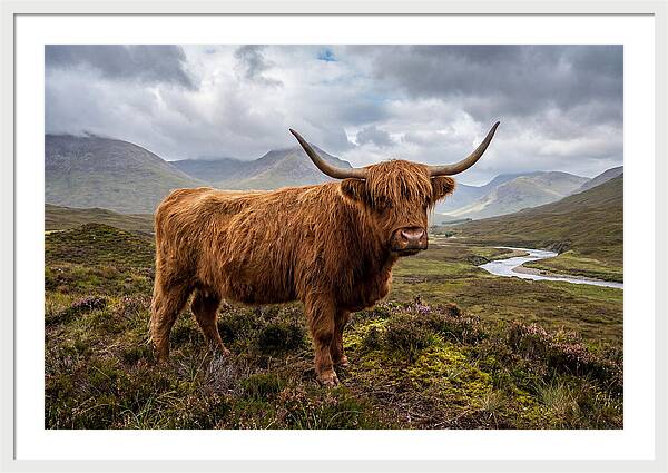 Majestic Cattle Amidst Highland Landscapes