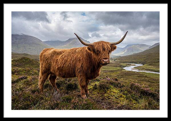 Majestic Cattle Amidst Highland Landscapes