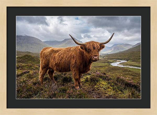Majestic Cattle Amidst Highland Landscapes