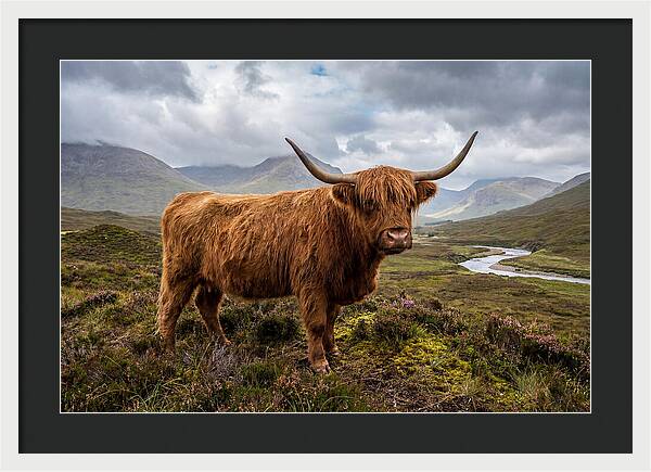 Majestic Cattle Amidst Highland Landscapes