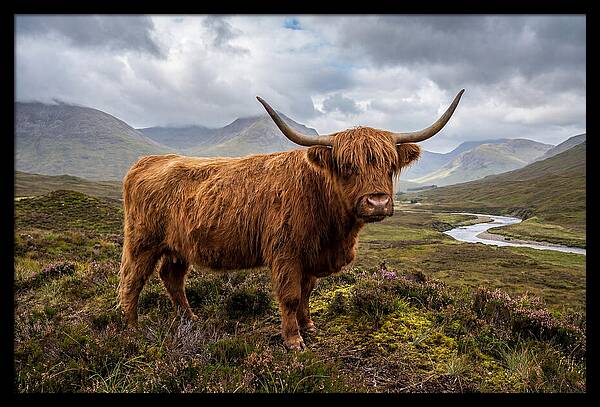 Majestic Cattle Amidst Highland Landscapes