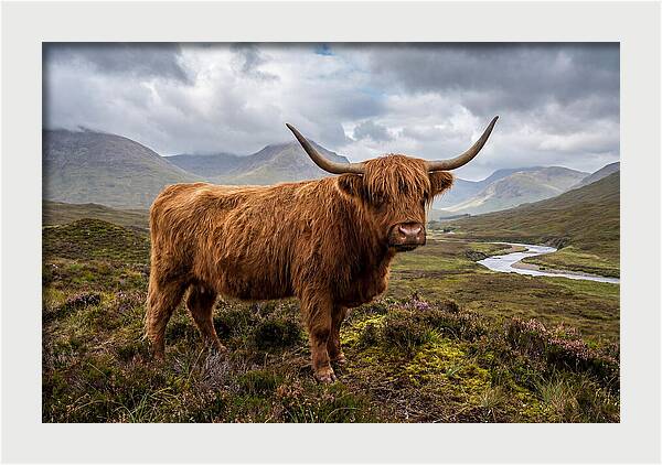 Majestic Cattle Amidst Highland Landscapes