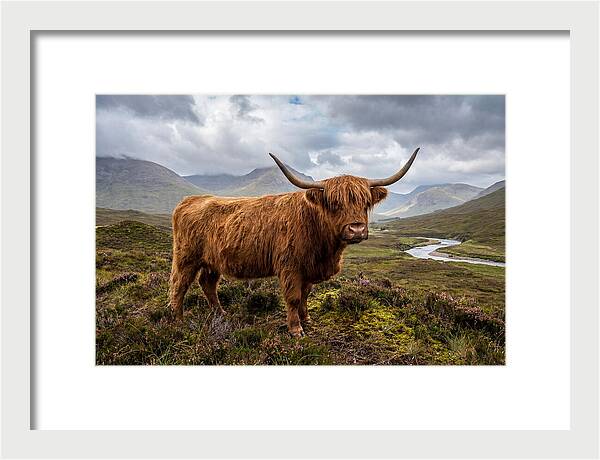Majestic Cattle Amidst Highland Landscapes