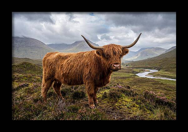 Majestic Cattle Amidst Highland Landscapes